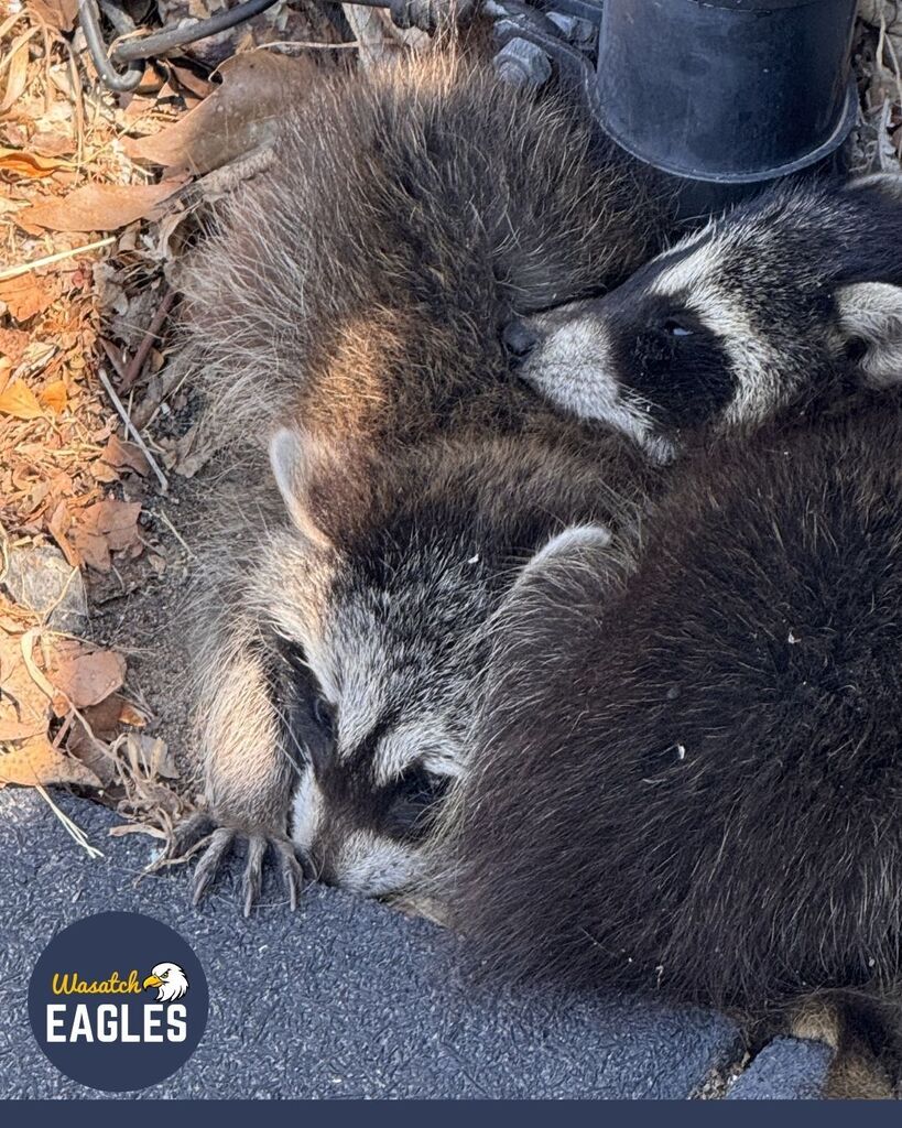 Two baby raccoons are curled up together sleeping beside a chain-link fence post on a school playground. The raccoons have gray and brown fur with distinct black markings around the eyes. Dry leaves and small debris surround the area, and the animals are nestled against the edge of a paved surface and a vertical metal post, appearing relaxed and tucked closely side by side.