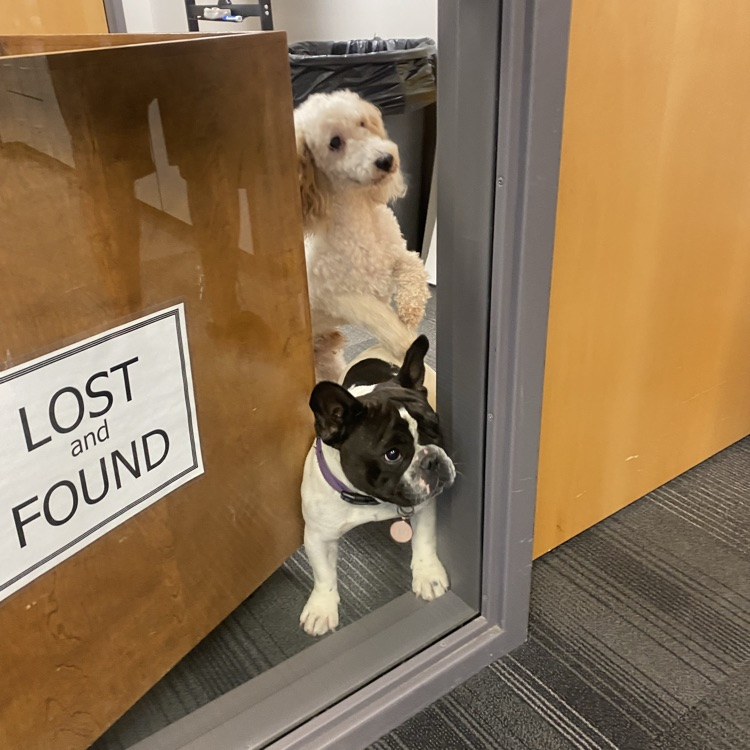 Two dogs peaking through a window next to a lost and found sign
