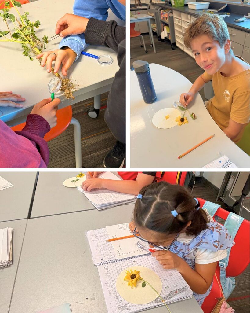Odyssey students explored sunflowers, learned about soil coring, participated in Math Café and kindergarten buddy activities, and enjoyed a class trip to the zoo.