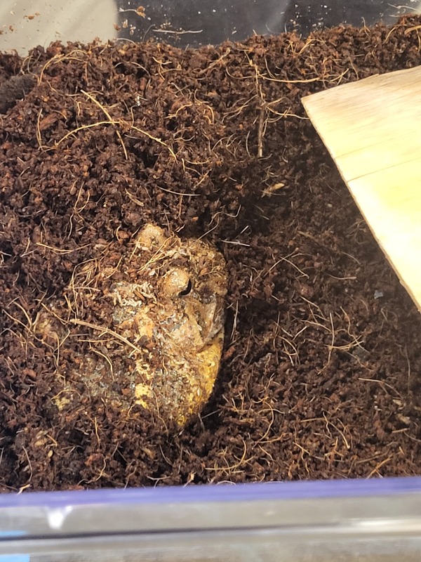 A horned frog sits in a clear container filled with soil-like substrate.