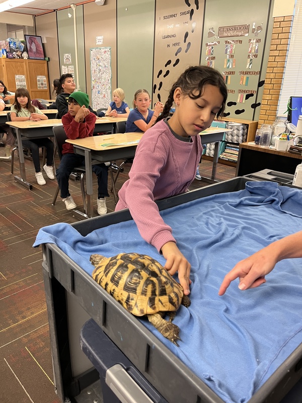 4th grade student touching a desert tortoise