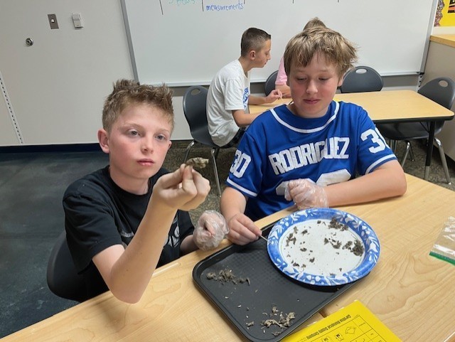 m at a desk dissecting owl pellets