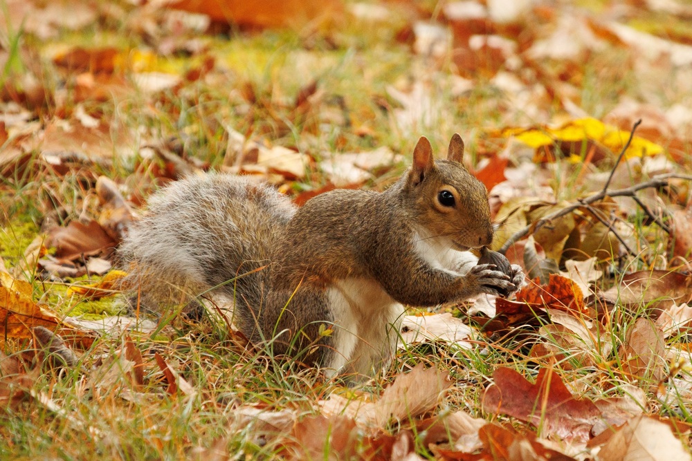squirrel