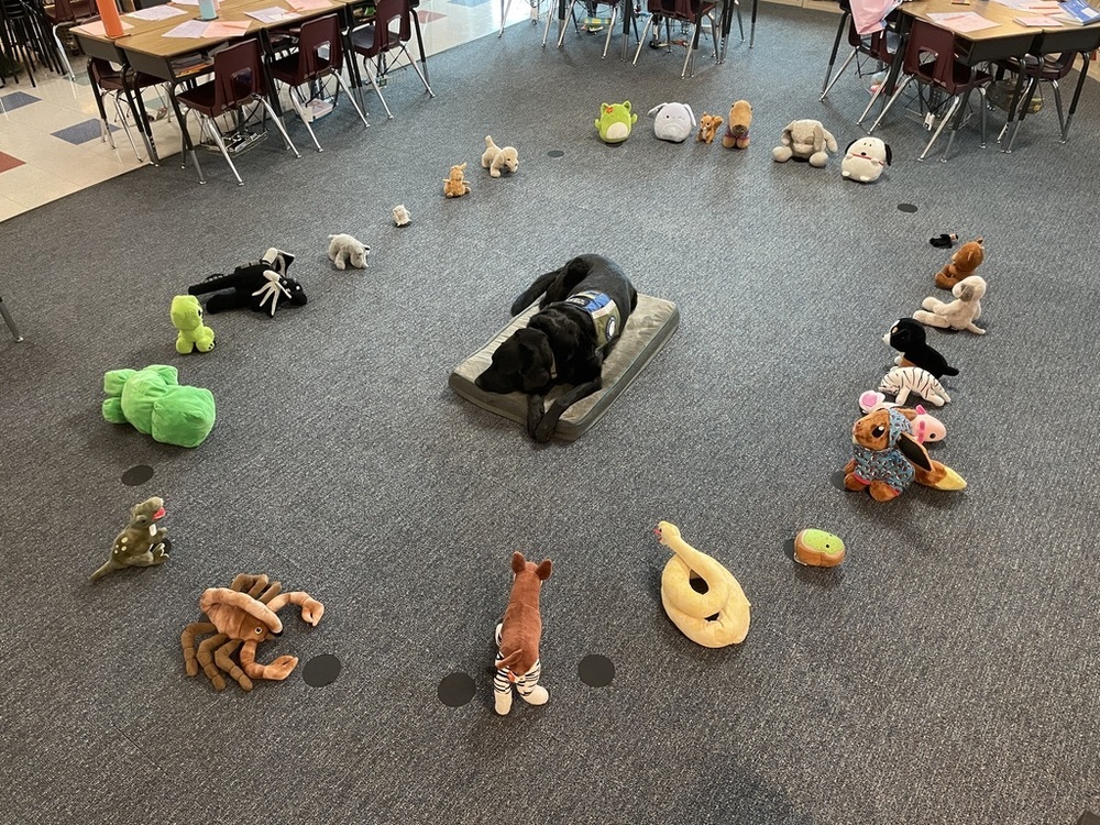 Photo of Zeb with stuffed animals