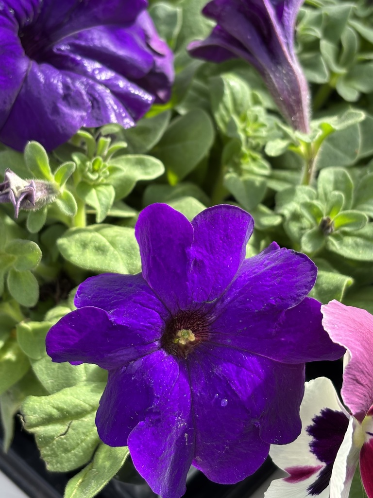 Petunias!