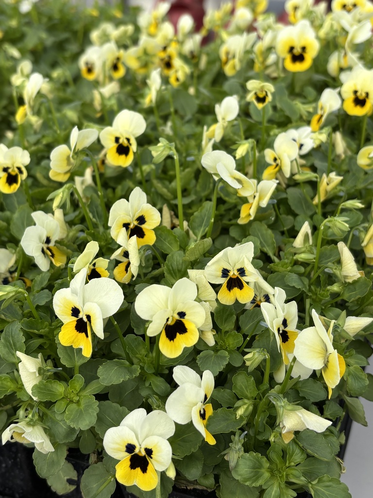 Pansies!
