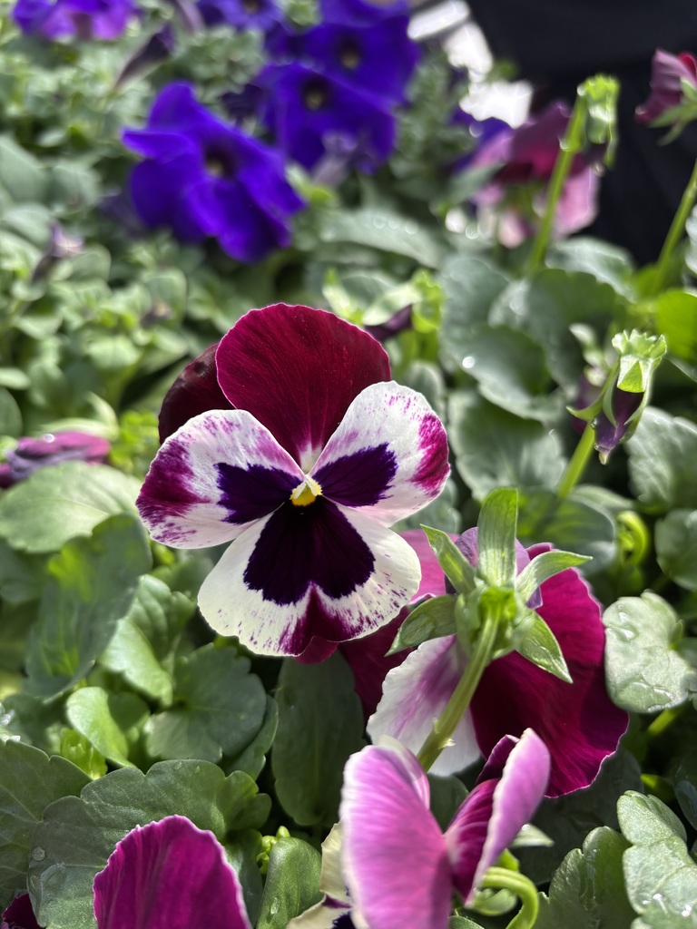 Pansies!