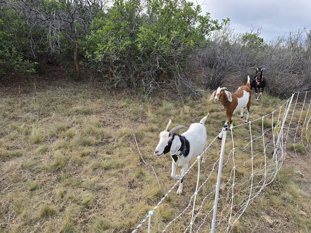 goats