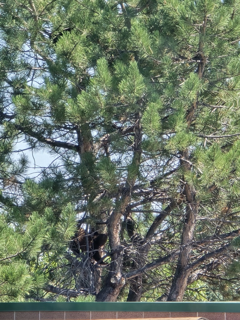 bear cubs in a tree