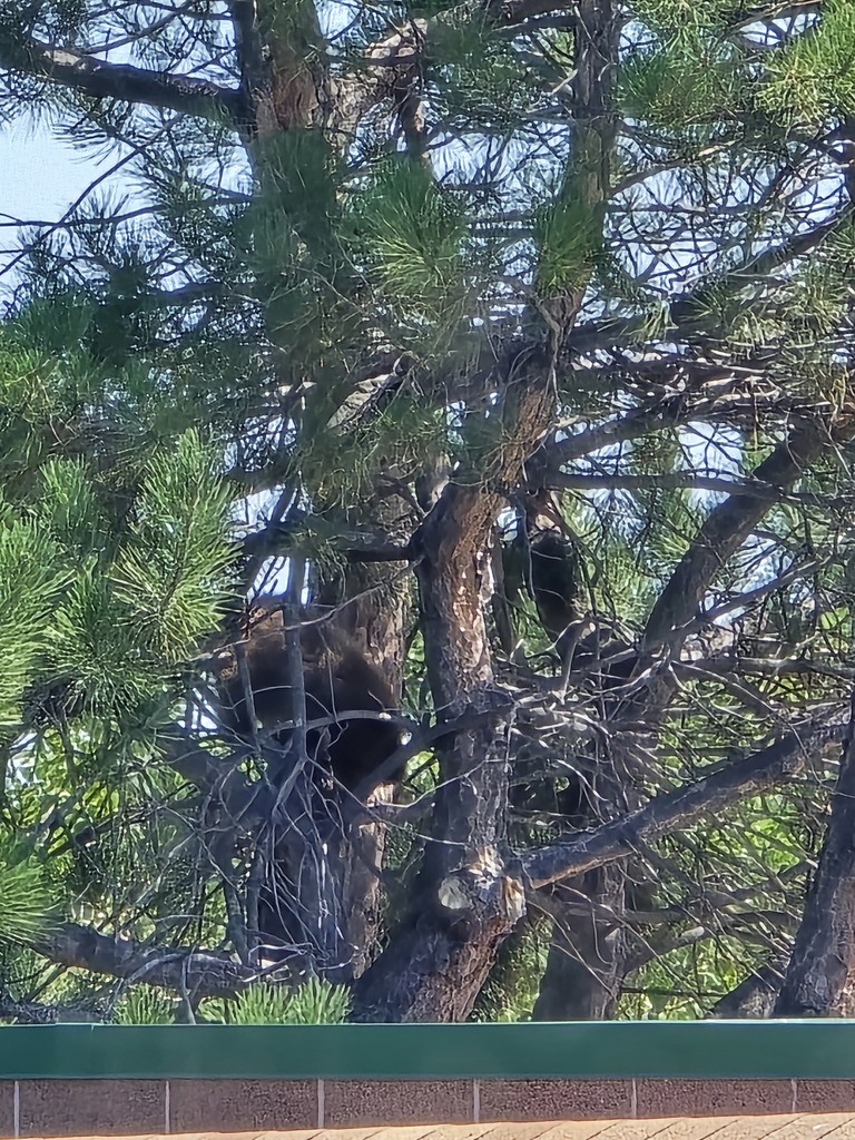 bear cubs in a tree