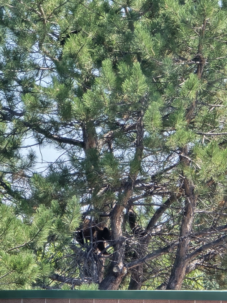 bear cubs in a tree