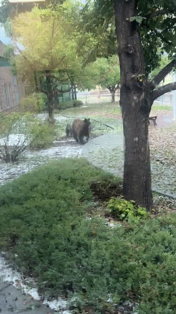Momma bear and cubs in front of our school.