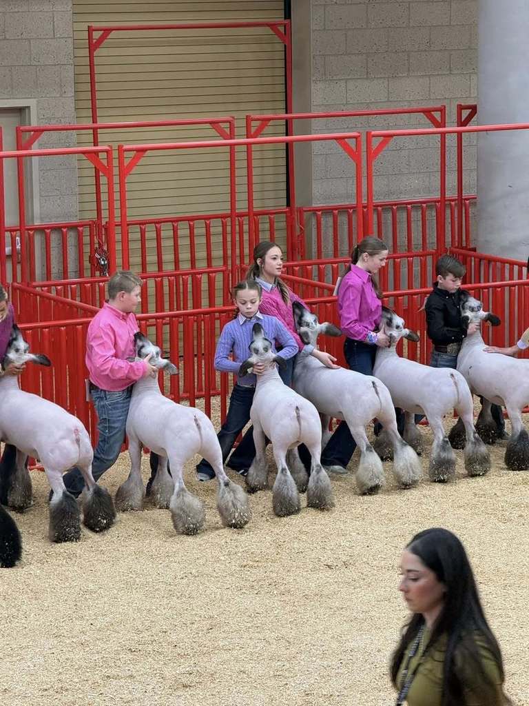 ffa members showing their sheep in the stock show arena