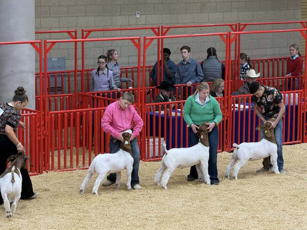 ffa members showing their goats in the stock show arena