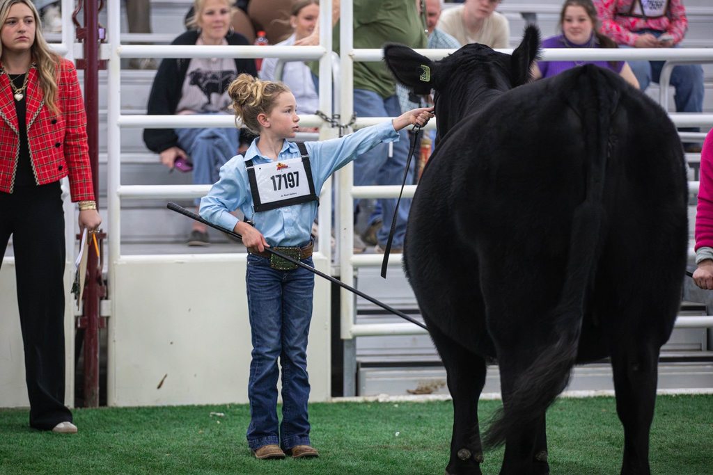 young ffa member showing winning heifer in show ring