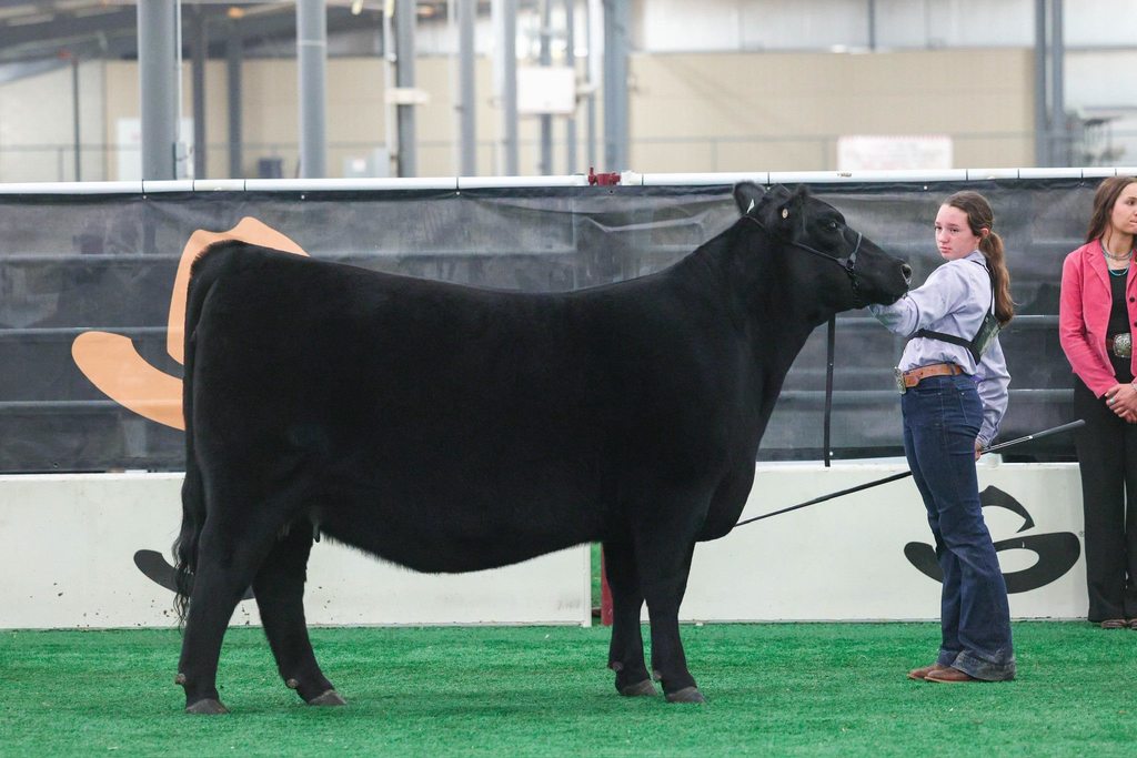 ffa member showing her prize winning heifer