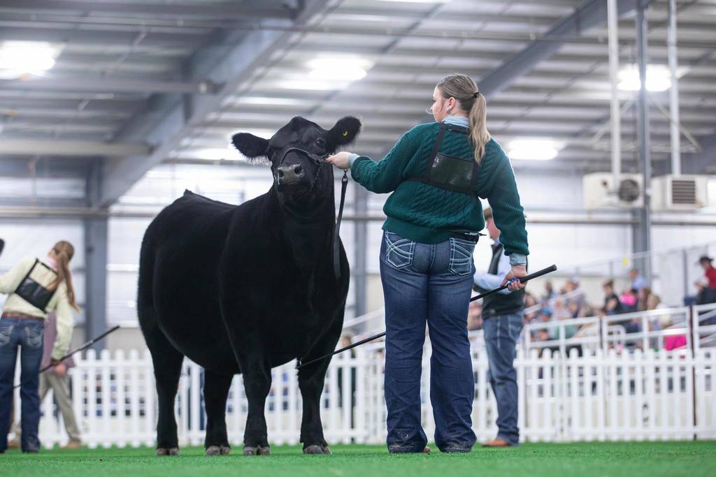 ffa member showing her winning heifer in show ring