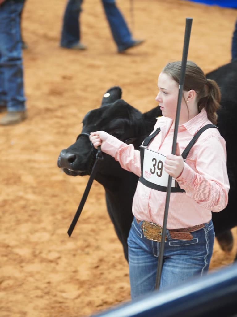 student showing cow