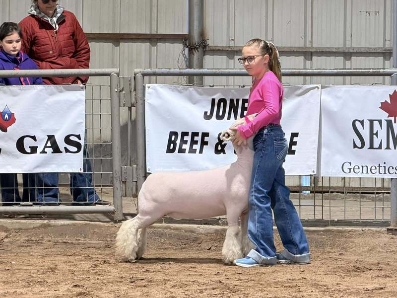 ffa member showing her lamb in arena