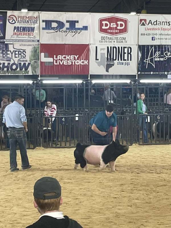 ffa member in showcase ring