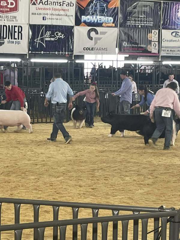 ffa member in showcase ring