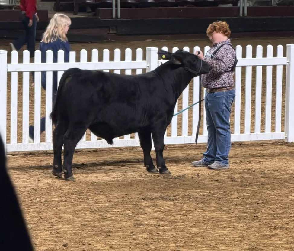 FFA Students Exhibiting Show Animals at ASF