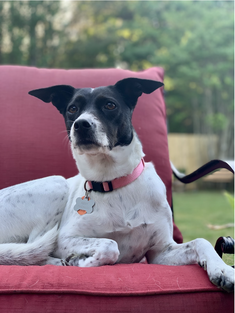 Abbey Thomas - Mr. Thomas' dog. Medium sized short hair white colored dog with black on his head that reminds us of batman.