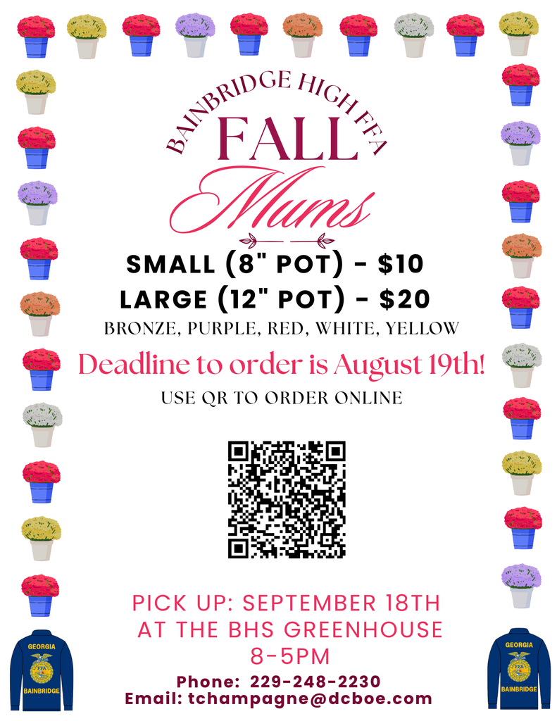 Bainbridge High FFA Fall Mums sale flyer. Small 8-inch pots $10, large 12-inch pots $20, colors bronze, purple, red, white, yellow. Order deadline August 19 via QR code. Pickup September 18 at BHS Greenhouse, 8 AM–5 PM. Contact 229-248-2230 or tchampagne@dcboe.com