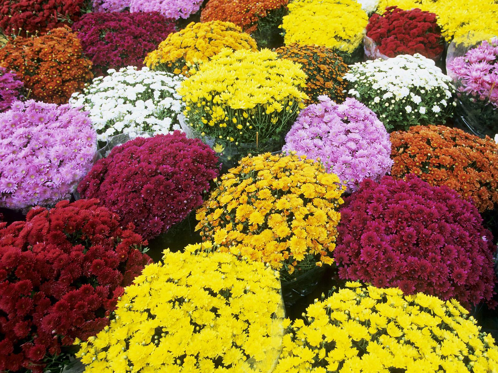 mum plants - yeloow red white and purple