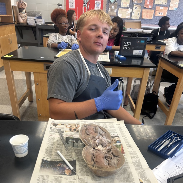 Anatomy students dissected big hearts today. 