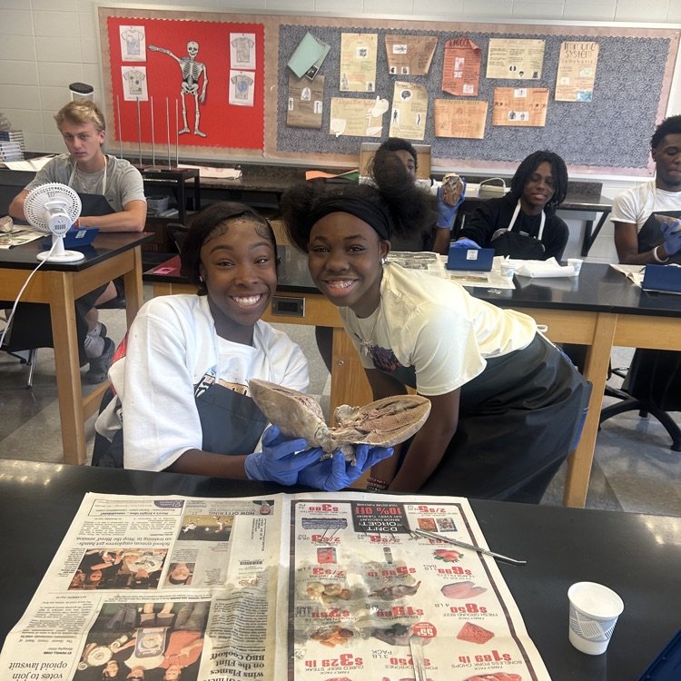 Anatomy students dissected big hearts today. 