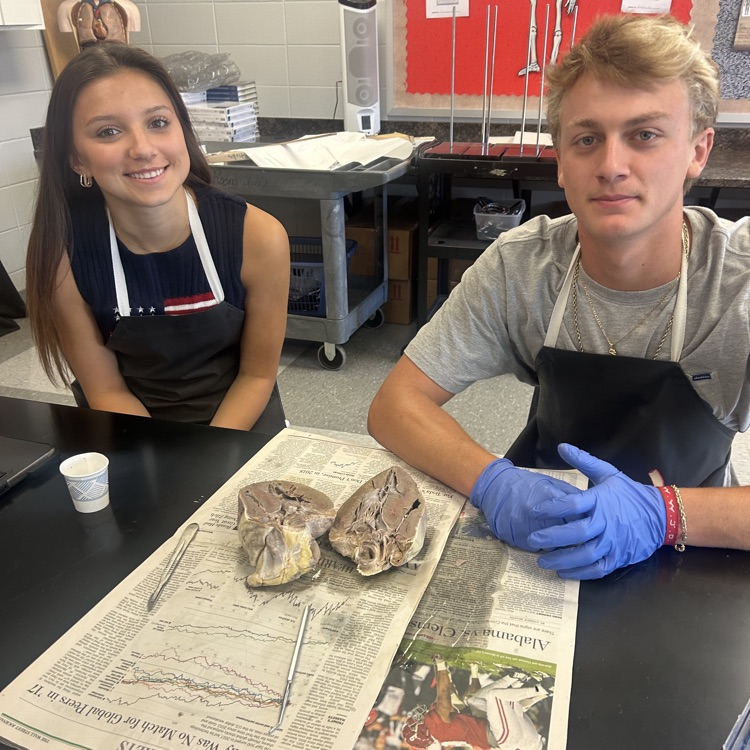 Anatomy students dissected big hearts today. 