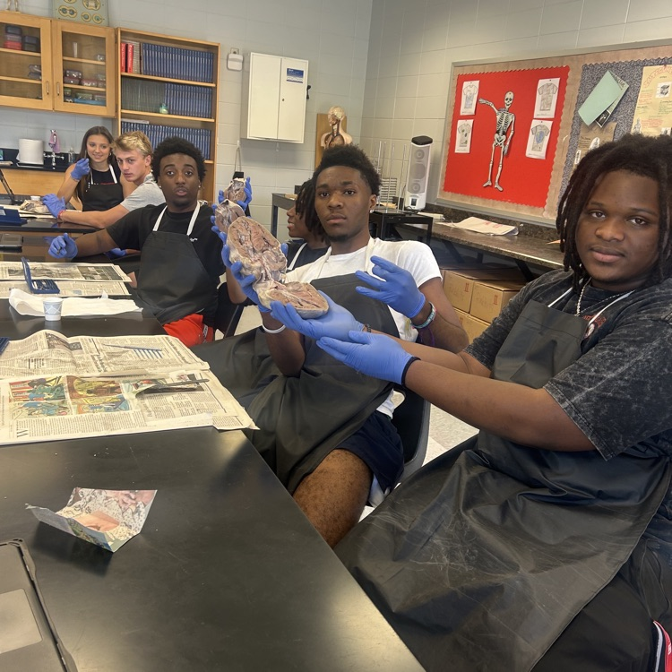 Anatomy students dissected big hearts today. 