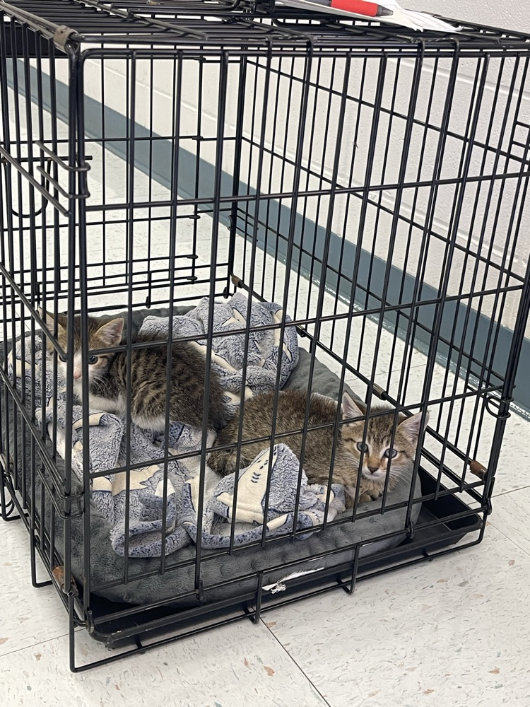 Humane Society Initiative