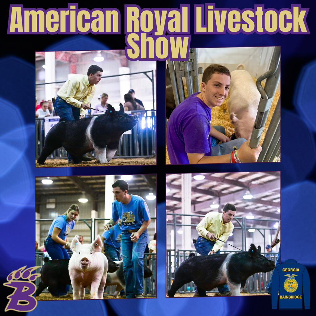 Preston Lynn showing pigs at the American Royal Livestock Exposition in Kansas City, Missouri.