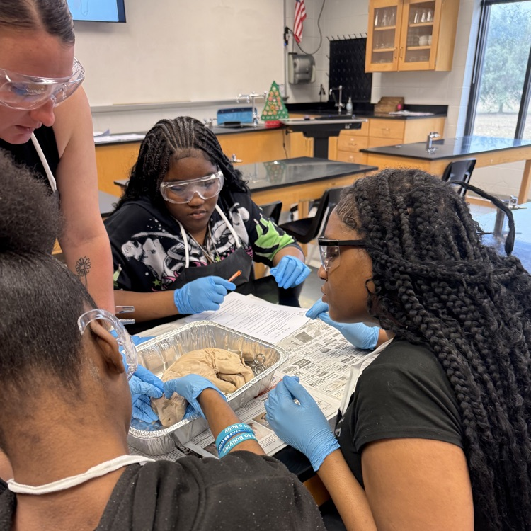 Ms. Kirkland's classes dissected fetal pigs today. 