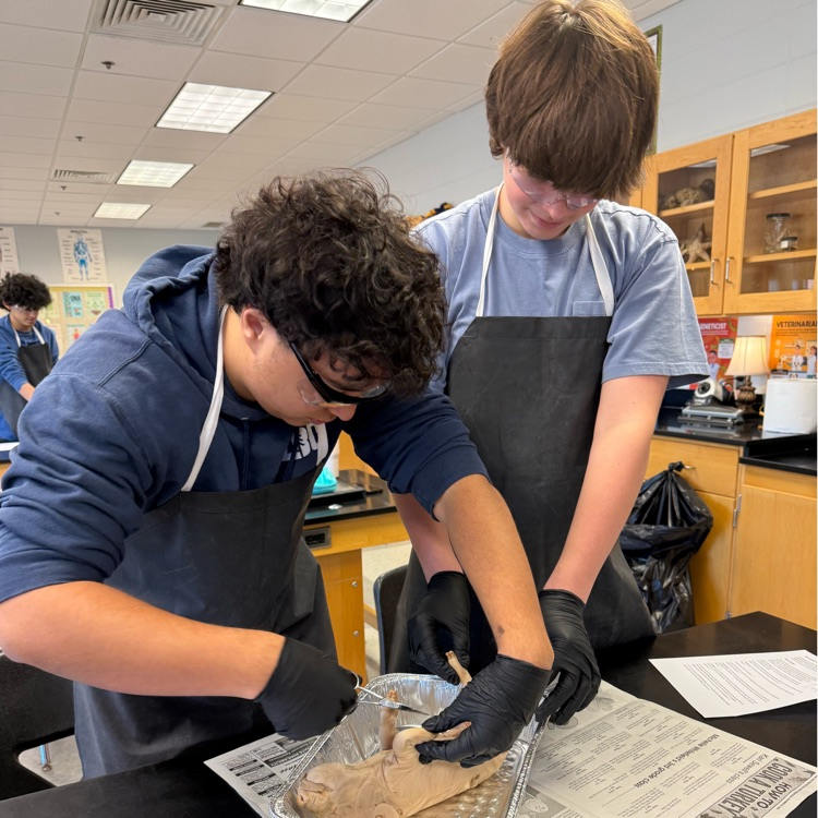 Ms. Kirkland’s class dissected fetal pigs today