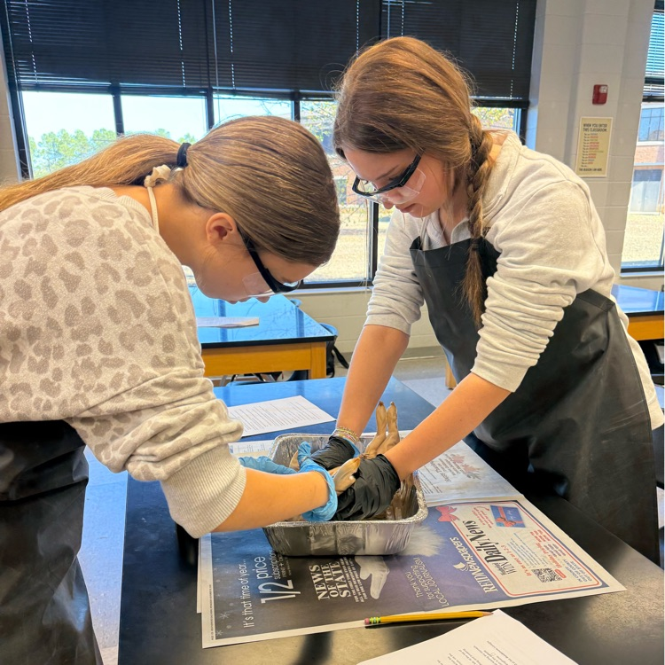 Ms. Kirkland’s class dissected fetal pigs today