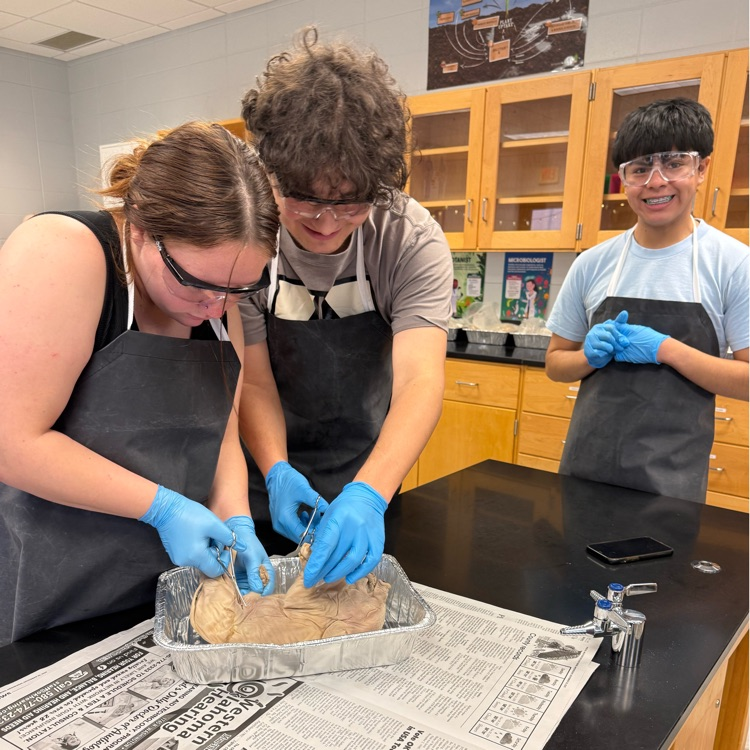 Ms. Kirkland’s class dissected fetal pigs today