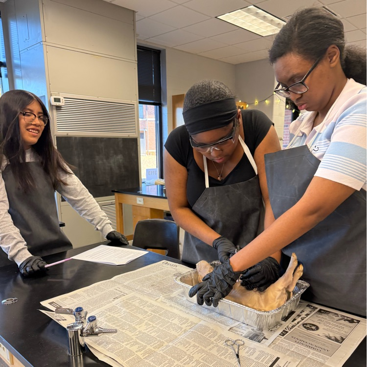 Ms. Kirkland’s class dissected fetal pigs today