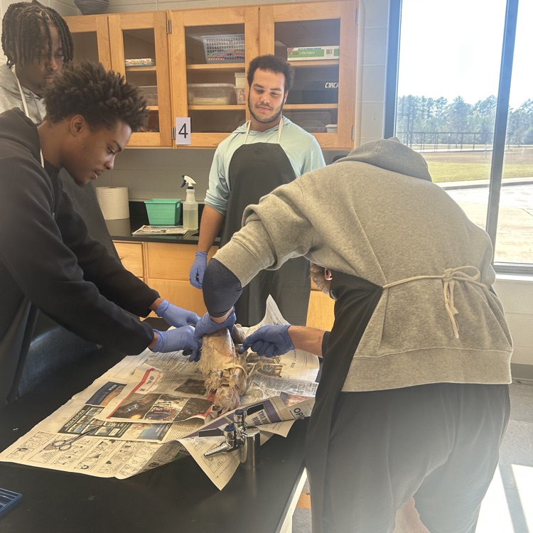 Anatomy students end the semester with a rabbit dissection. 