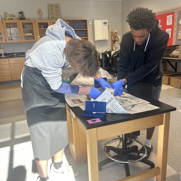 Anatomy students end the semester with a rabbit dissection. 