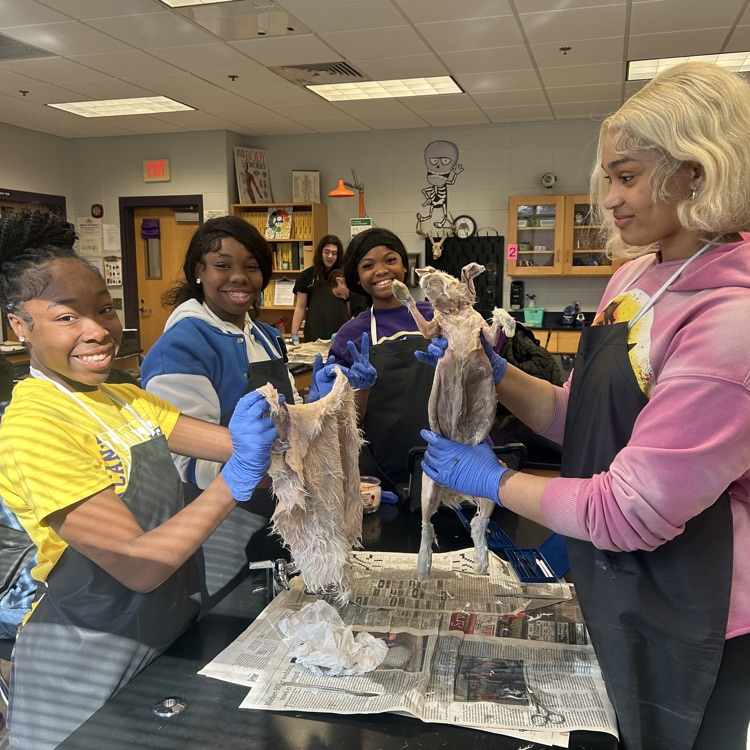 Anatomy students end the semester with a rabbit dissection. 