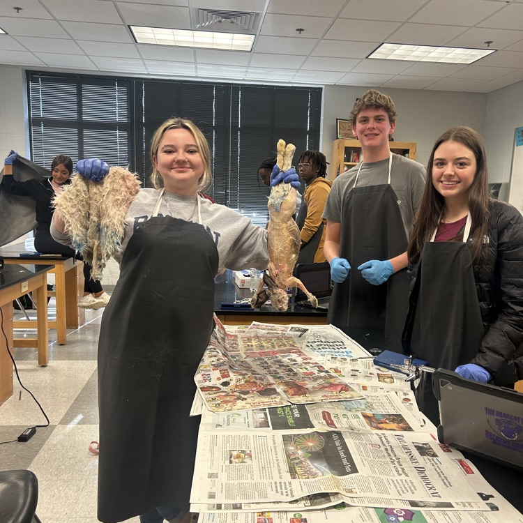 Anatomy students end the semester with a rabbit dissection. 