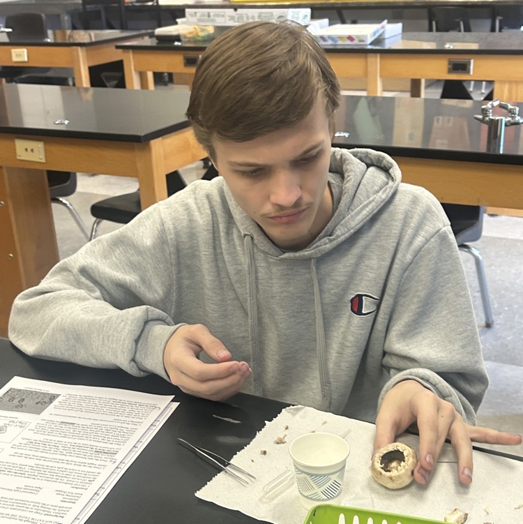 Biology students complete a mushroom dissection lab.