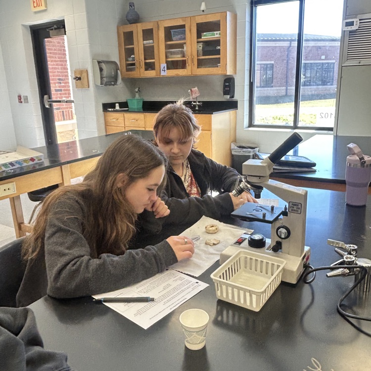 Biology students complete a mushroom dissection lab.