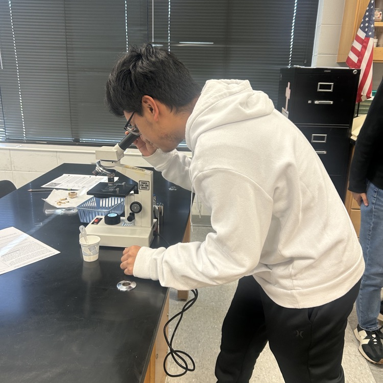 Biology students complete a mushroom dissection lab.