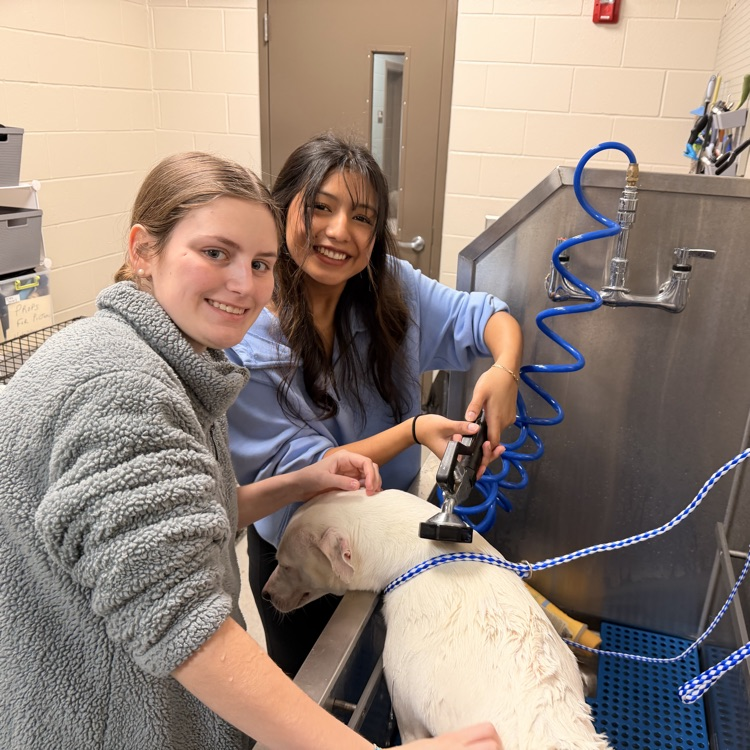 Anchor Club members Anna Carnes and Yuliana Avila helped bathe dogs today to get them ready for the Barkus parade