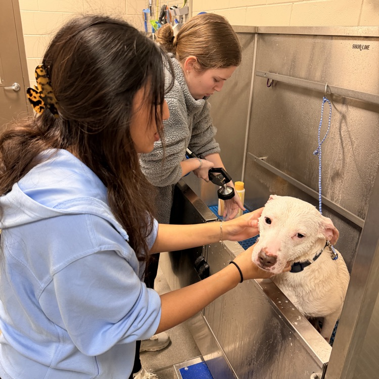 Anchor Club members Anna Carnes and Yuliana Avila helped bathe dogs today to get them ready for the Barkus parade