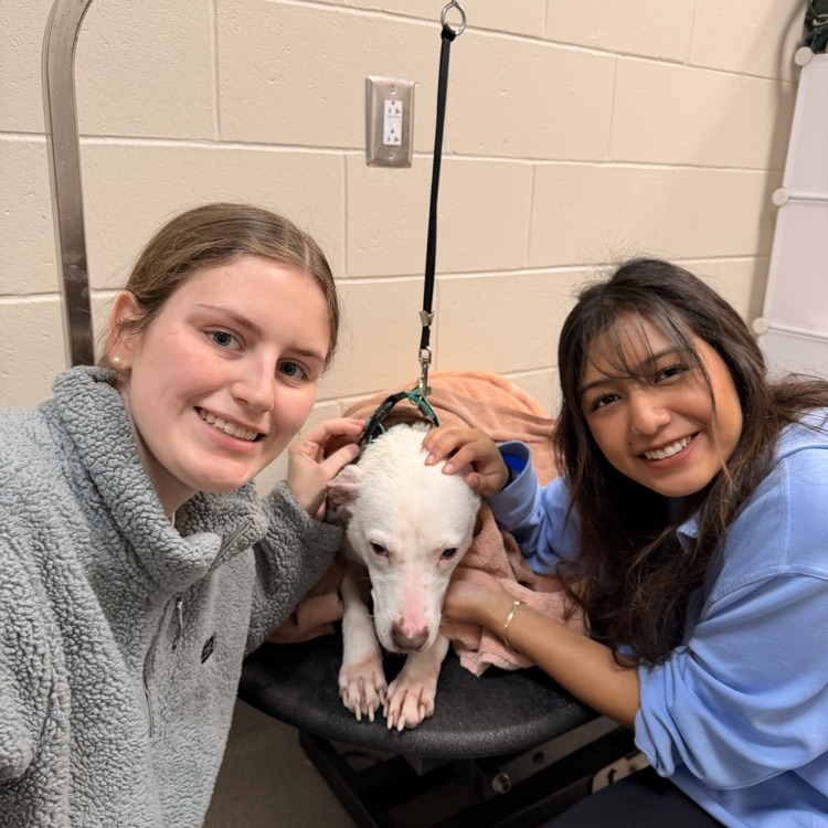 Anchor Club members Anna Carnes and Yuliana Avila helped bathe dogs today to get them ready for the Barkus parade